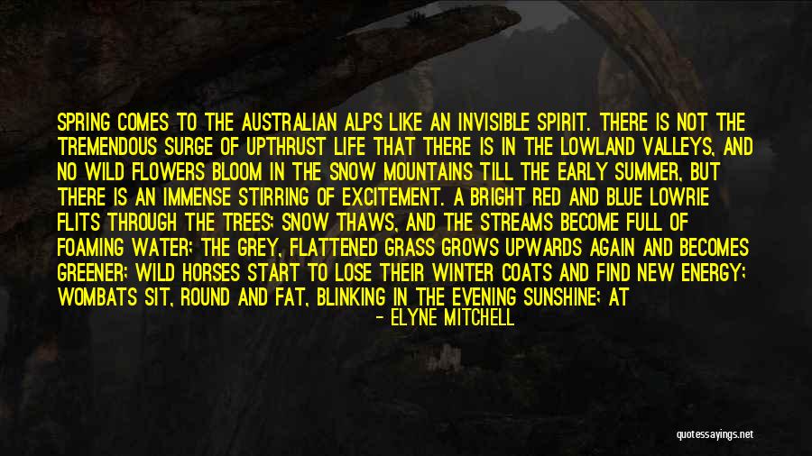 To The Far Blue Mountains Quotes By Elyne Mitchell To The Far Blue Mountains Quotes By Elyne Mitchell