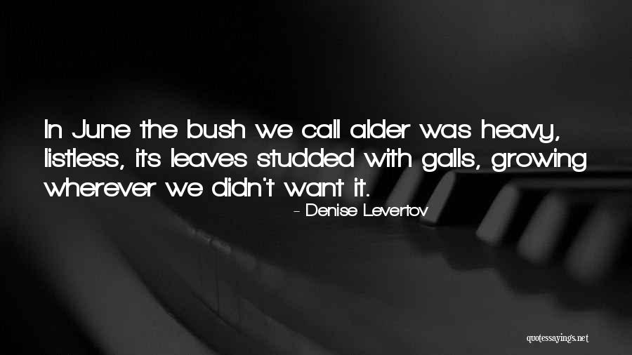 Tobiasson Bean Quotes By Denise Levertov Tobiasson Bean Quotes By Denise Levertov