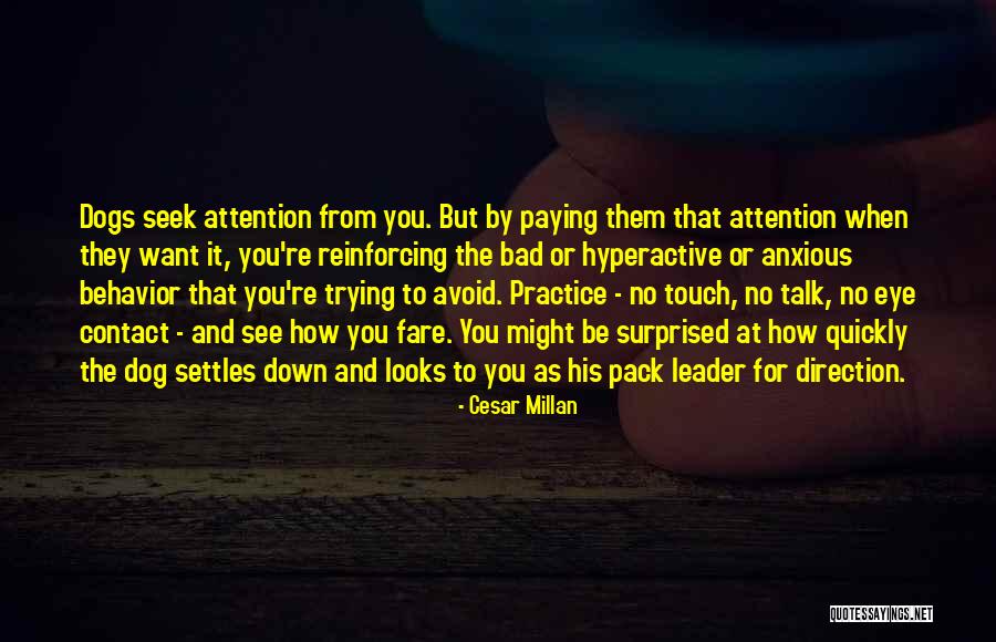 Toltecalli Quotes By Cesar Millan
