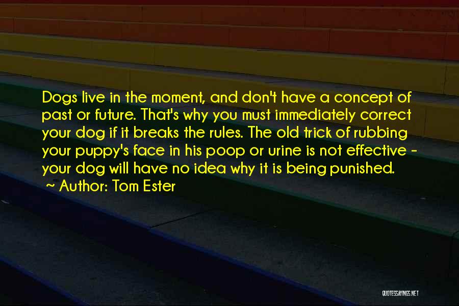 Tom Ester Quotes 1021191