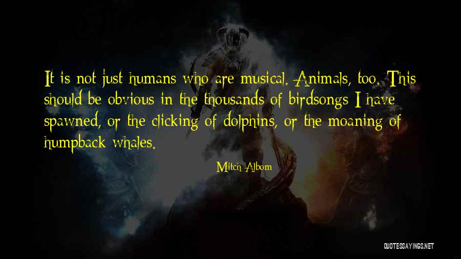 Too Obvious Quotes By Mitch Albom Too Obvious Quotes By Mitch Albom
