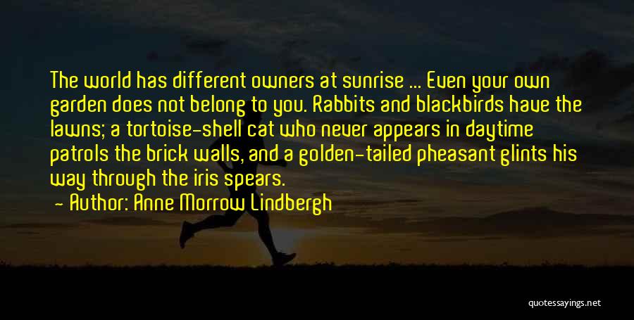 Tortoise Quotes By Anne Morrow Lindbergh