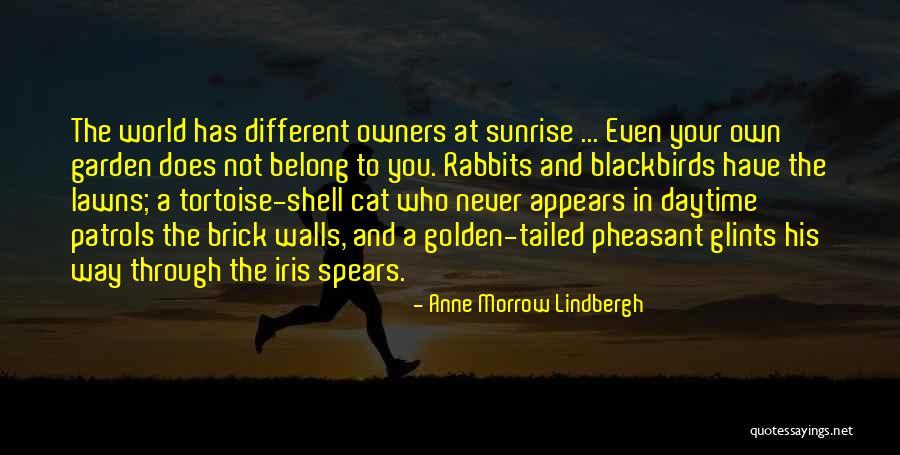 Tortoise Quotes By Anne Morrow Lindbergh