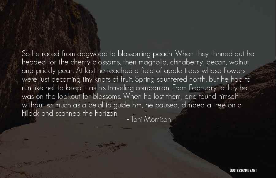 Tree Blossoms Quotes By Toni Morrison Tree Blossoms Quotes By Toni Morrison