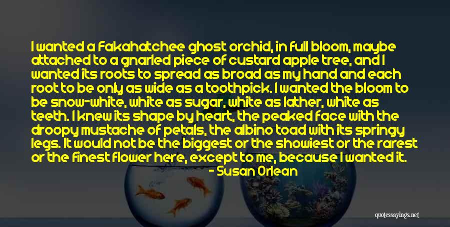 Tree Root Quotes By Susan Orlean Tree Root Quotes By Susan Orlean