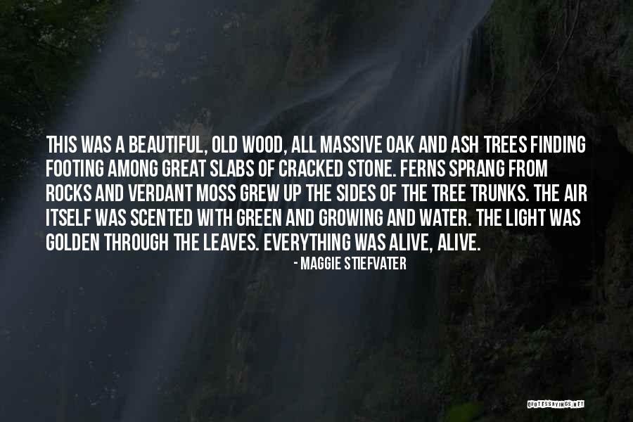 Tree Trunks Quotes By Maggie Stiefvater