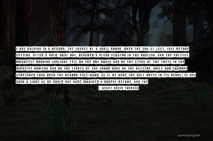 Trees And Sun Quotes By Henry David Thoreau Trees And Sun Quotes By Henry David Thoreau