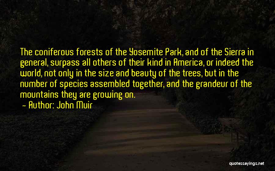 Trees John Muir Quotes By John Muir