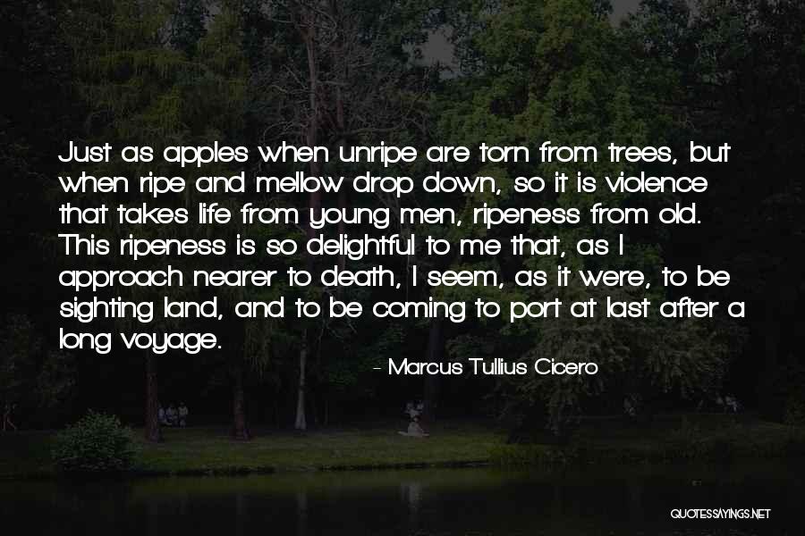 Trees Quotes By Marcus Tullius Cicero