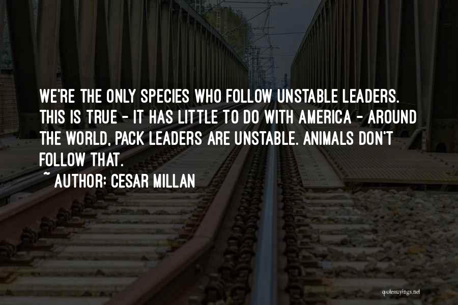 True Leaders Quotes By Cesar Millan