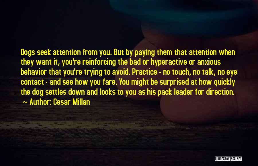 Trying To Avoid You Quotes By Cesar Millan