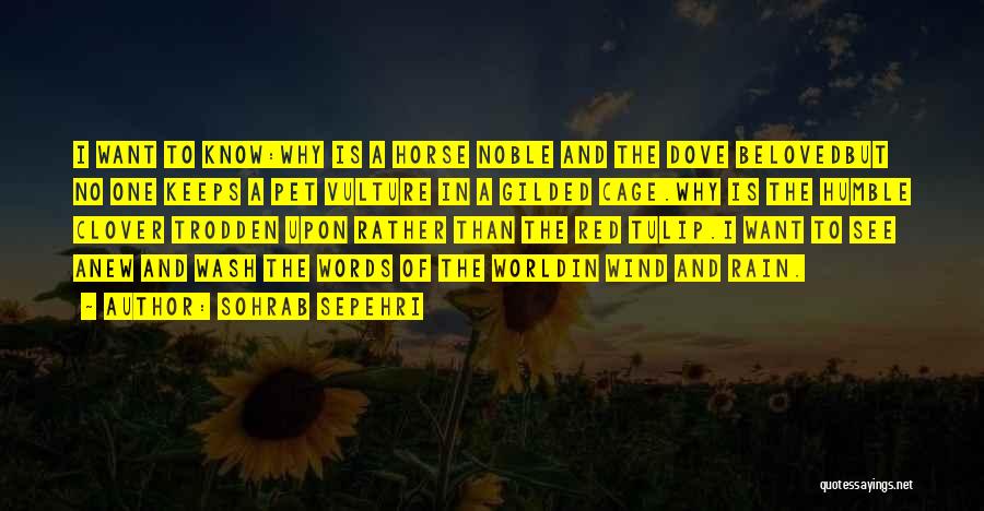 Tulip Quotes By Sohrab Sepehri