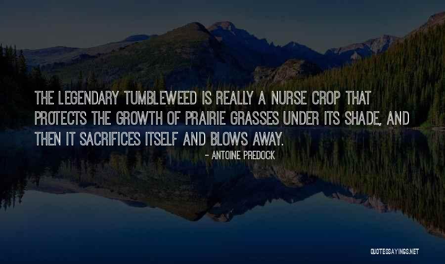 Tumbleweed Quotes By Antoine Predock Tumbleweed Quotes By Antoine Predock