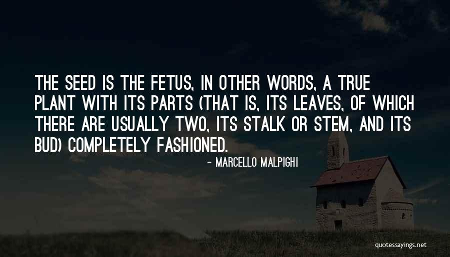 Uncleanliness Synonyms Quotes By Marcello Malpighi Uncleanliness Synonyms Quotes By Marcello Malpighi