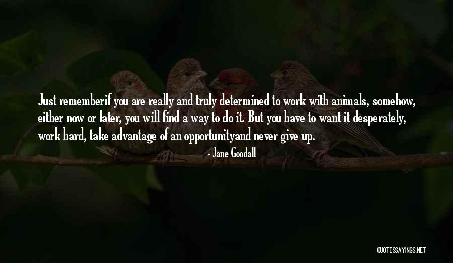 Usages Of Rotary Quotes By Jane Goodall Usages Of Rotary Quotes By Jane Goodall