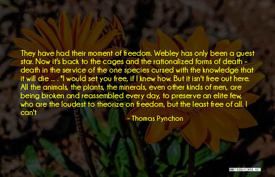 Using What You Have Quotes By Thomas Pynchon Using What You Have Quotes By Thomas Pynchon
