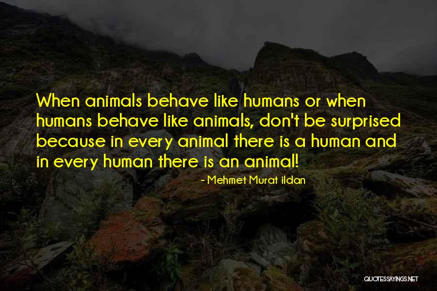 Valdete Sala Quotes By Mehmet Murat Ildan Valdete Sala Quotes By Mehmet Murat Ildan