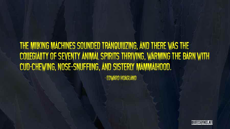 Vergonzoso Sinonimos Quotes By Edward Hoagland Vergonzoso Sinonimos Quotes By Edward Hoagland