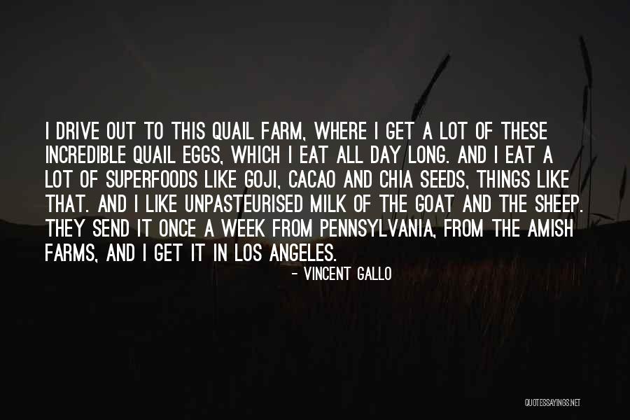 Vincent Gallo Quotes 887968