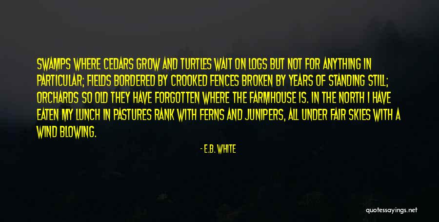 Vinhedos Translation Quotes By E.B. White Vinhedos Translation Quotes By E.B. White