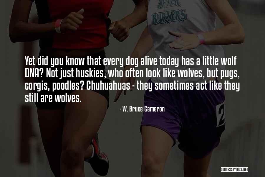 W. Bruce Cameron Quotes 1506706 W. Bruce Cameron Quotes 1506706