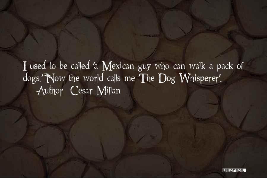 Walk The Dog Quotes By Cesar Millan