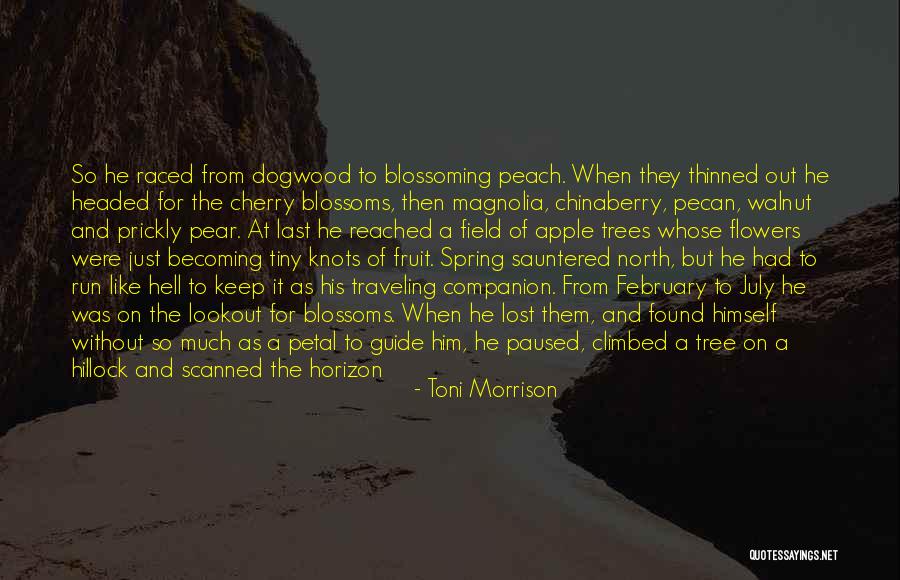 Walnut Trees Quotes By Toni Morrison