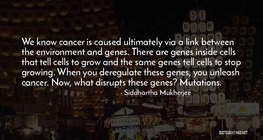 Warmane Add Ons Quotes By Siddhartha Mukherjee Warmane Add Ons Quotes By Siddhartha Mukherjee