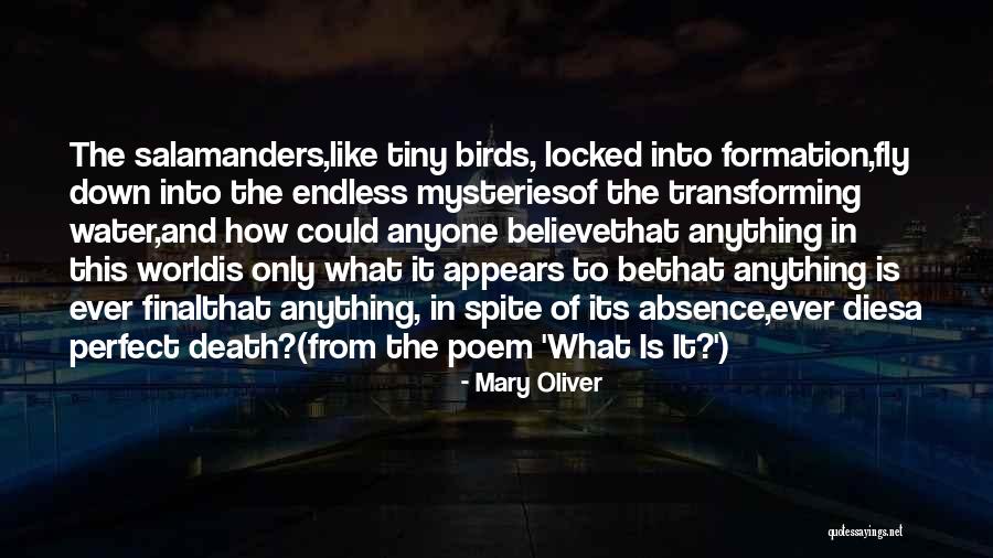Water Birds Quotes By Mary Oliver Water Birds Quotes By Mary Oliver
