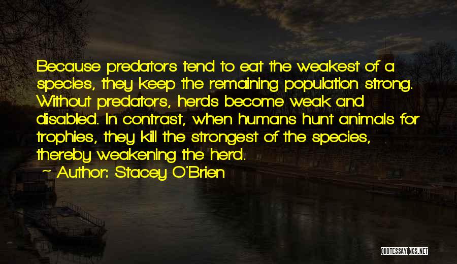Weak Become Strong Quotes By Stacey O'Brien
