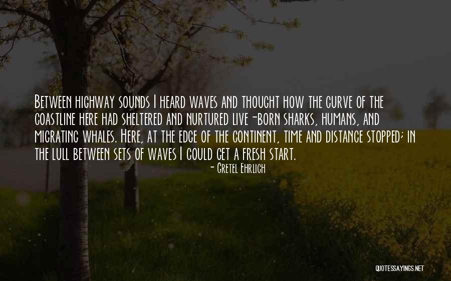 Whales Quotes By Gretel Ehrlich Whales Quotes By Gretel Ehrlich