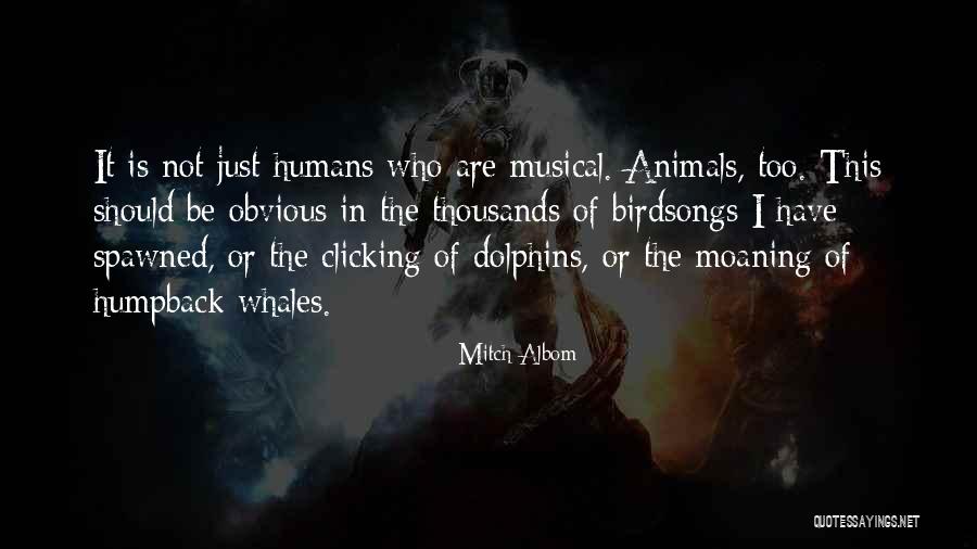 Whales Quotes By Mitch Albom Whales Quotes By Mitch Albom