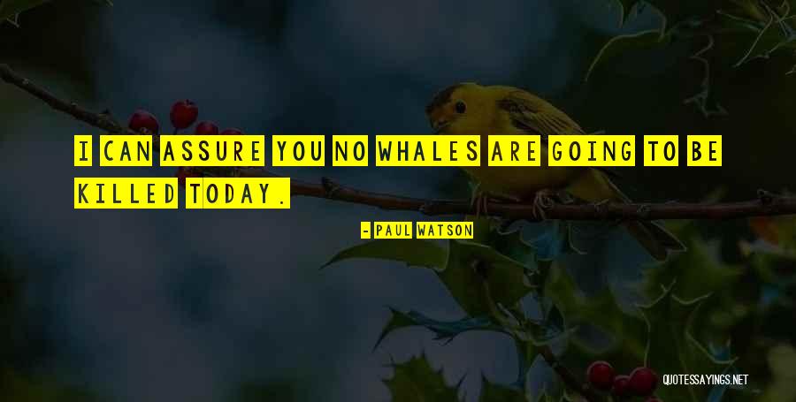 Whales Quotes By Paul Watson