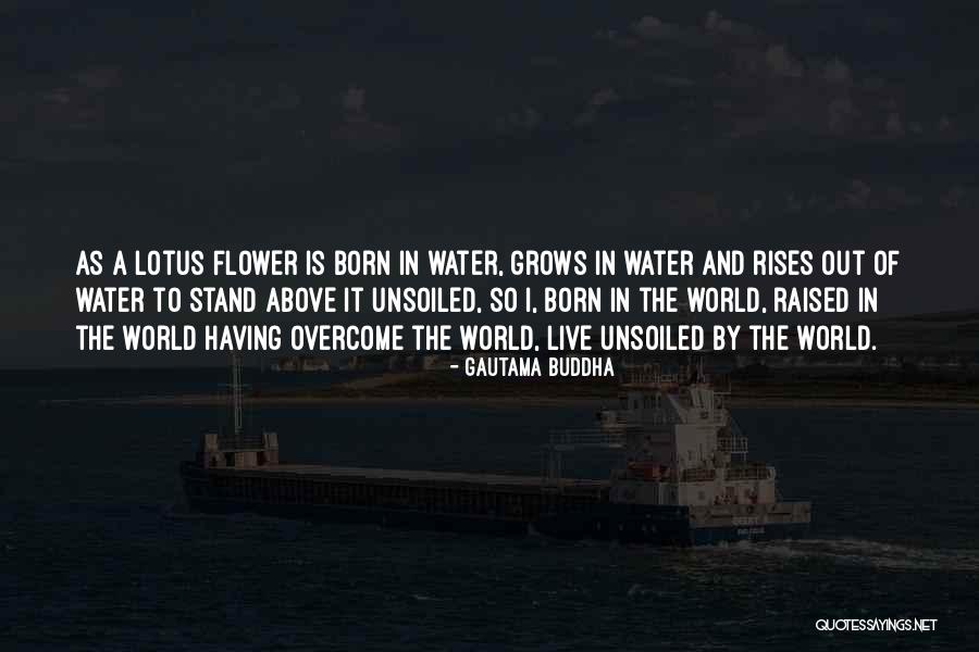 What You Water Grows Quotes By Gautama Buddha What You Water Grows Quotes By Gautama Buddha