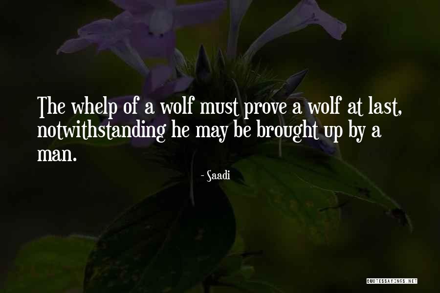 Whelp Quotes By Saadi Whelp Quotes By Saadi