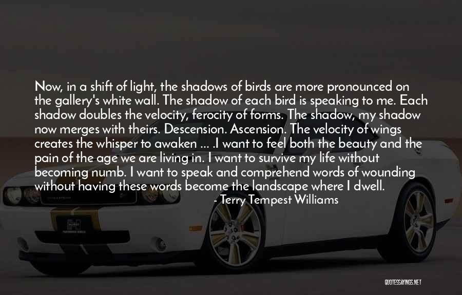 White Bird Quotes By Terry Tempest Williams White Bird Quotes By Terry Tempest Williams