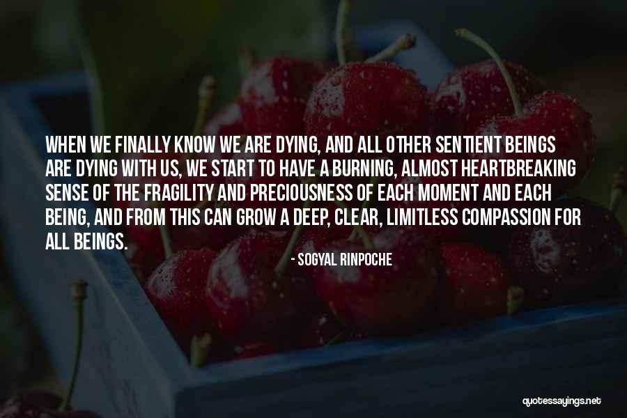 Wicklein Dominosteine Quotes By Sogyal Rinpoche Wicklein Dominosteine Quotes By Sogyal Rinpoche