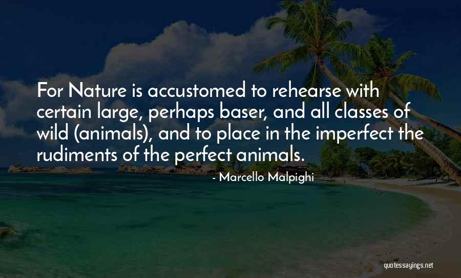 Wild Animals Quotes By Marcello Malpighi