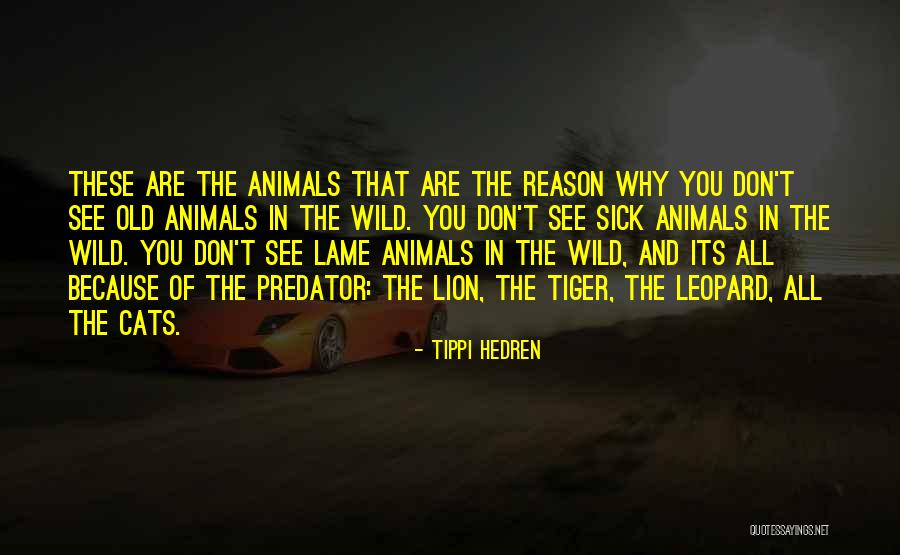 Wild Animals Quotes By Tippi Hedren Wild Animals Quotes By Tippi Hedren