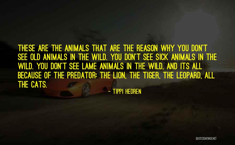 Wild Animals Quotes By Tippi Hedren