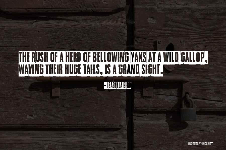 Wild Bird Quotes By Isabella Bird Wild Bird Quotes By Isabella Bird