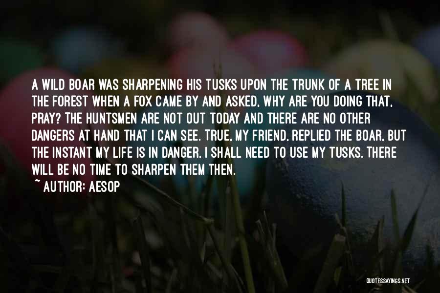 Wild Boar Quotes By Aesop