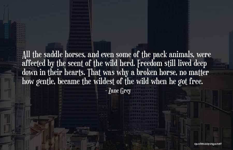 Wild Horse Freedom Quotes By Zane Grey Wild Horse Freedom Quotes By Zane Grey