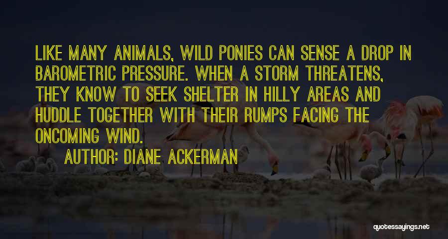 Wild Ponies Quotes By Diane Ackerman