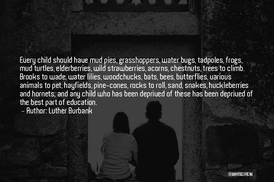 Wild Strawberries Quotes By Luther Burbank