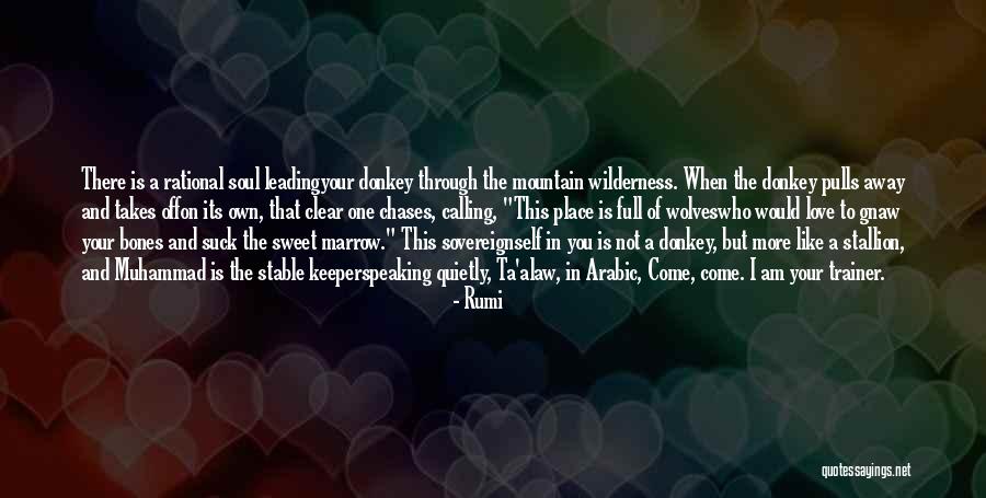 Wilderness And Love Quotes By Rumi Wilderness And Love Quotes By Rumi