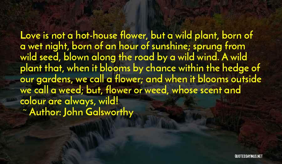 Wind Flower Quotes By John Galsworthy