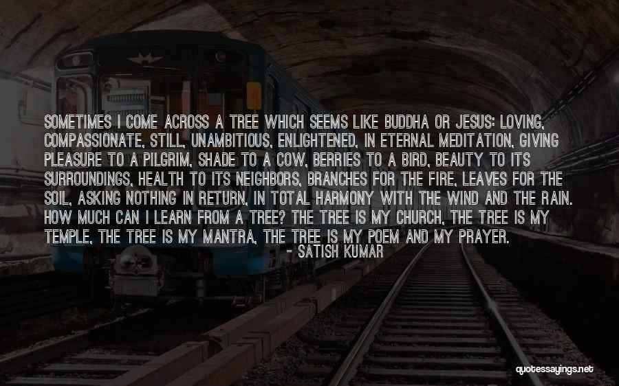 Wind Tree Quotes By Satish Kumar Wind Tree Quotes By Satish Kumar
