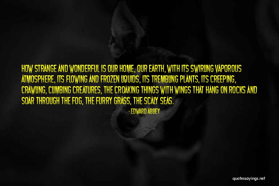 Wings Soar Quotes By Edward Abbey Wings Soar Quotes By Edward Abbey