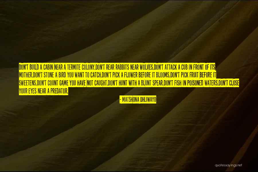 Wolves Eyes Quotes By Matshona Dhliwayo Wolves Eyes Quotes By Matshona Dhliwayo